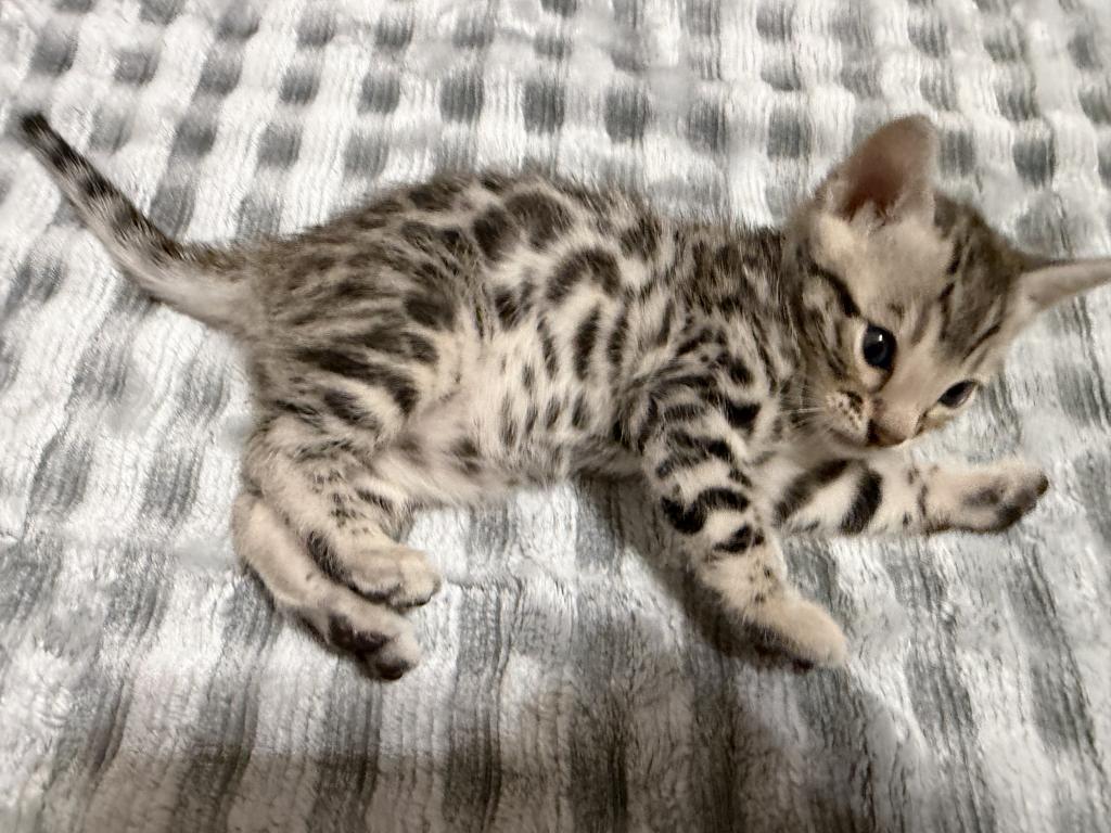 BengalZ1 photo 2
