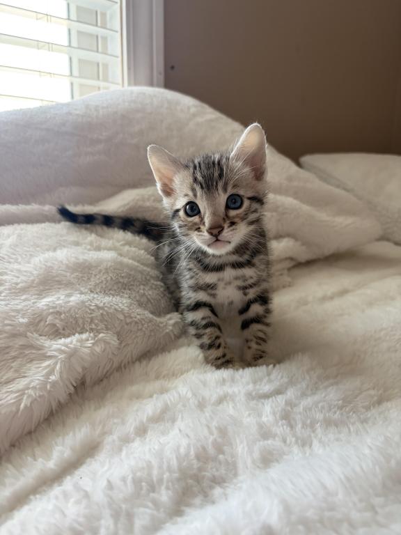 BengalZ1