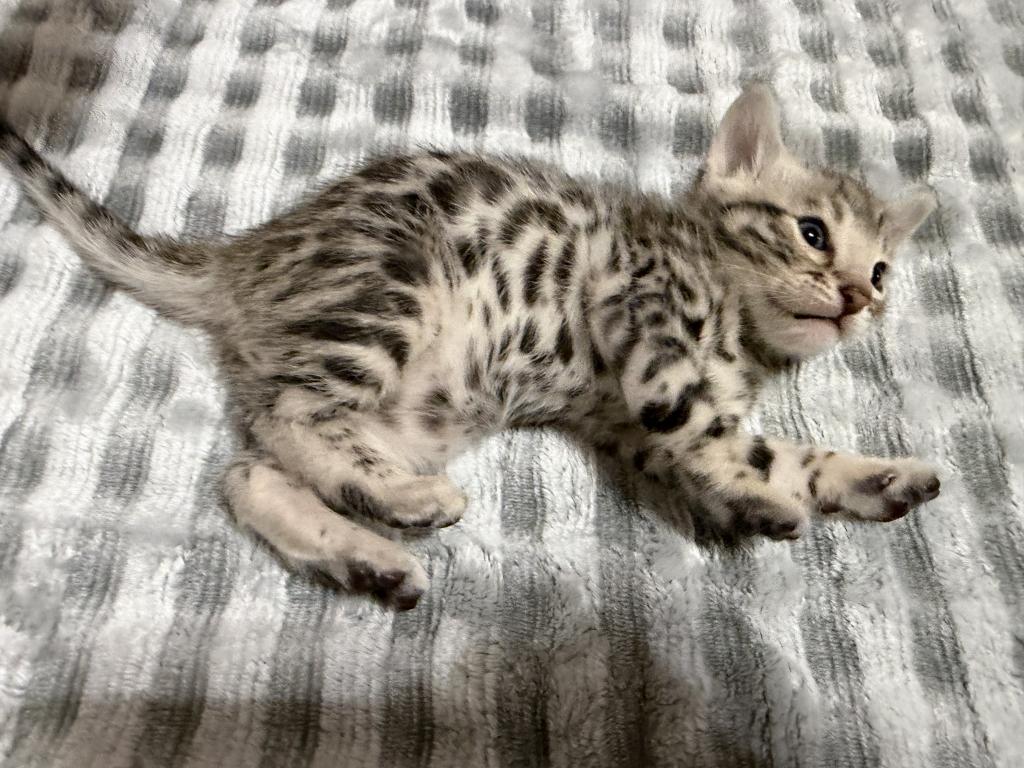 BengalZ1 photo 3
