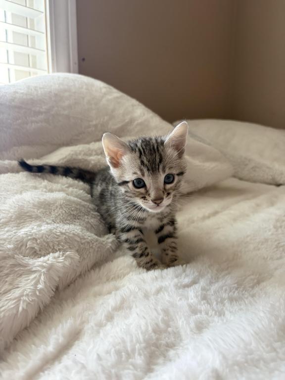 BengalZ1 photo 4