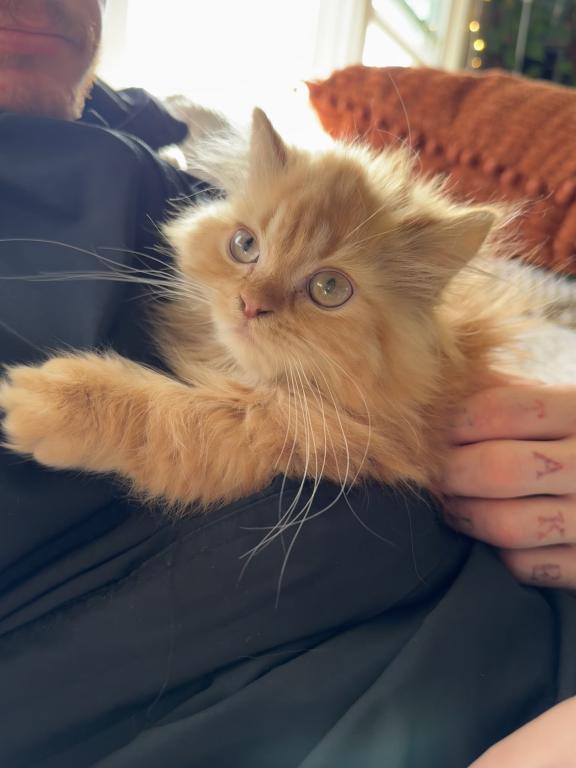 Red Short Leg Persian Kitten photo 5