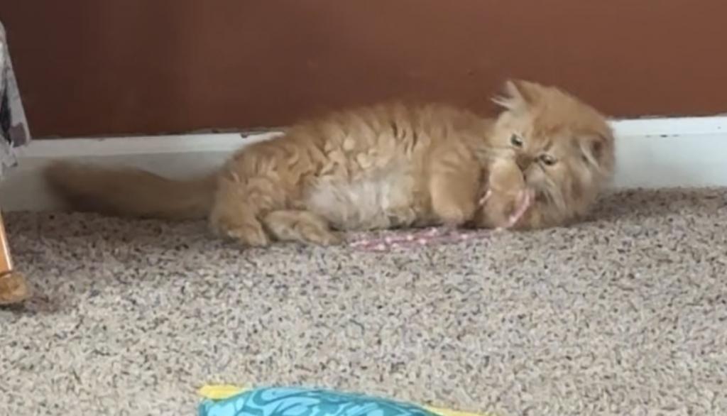 Red Short Leg Persian Kitten photo 7