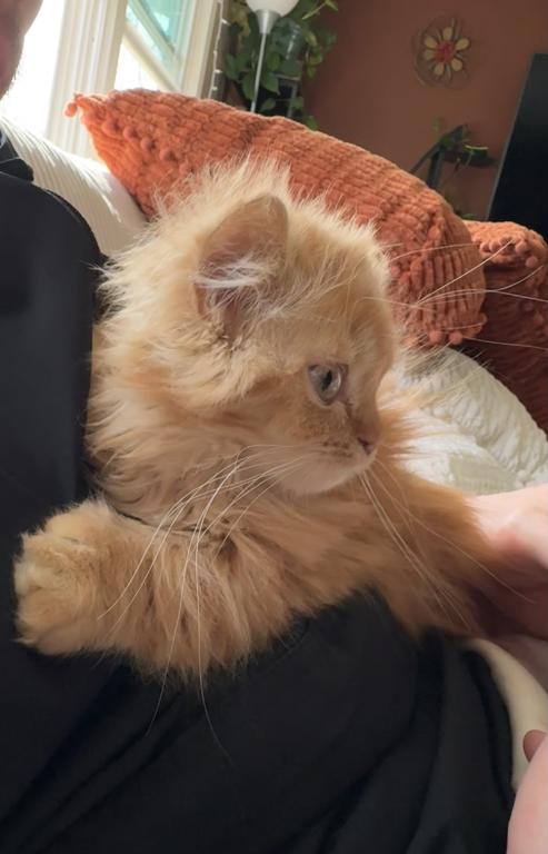 Red Short Leg Persian Kitten photo 6