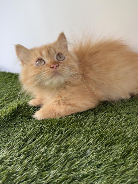 Red Short Leg Persian Kitten
