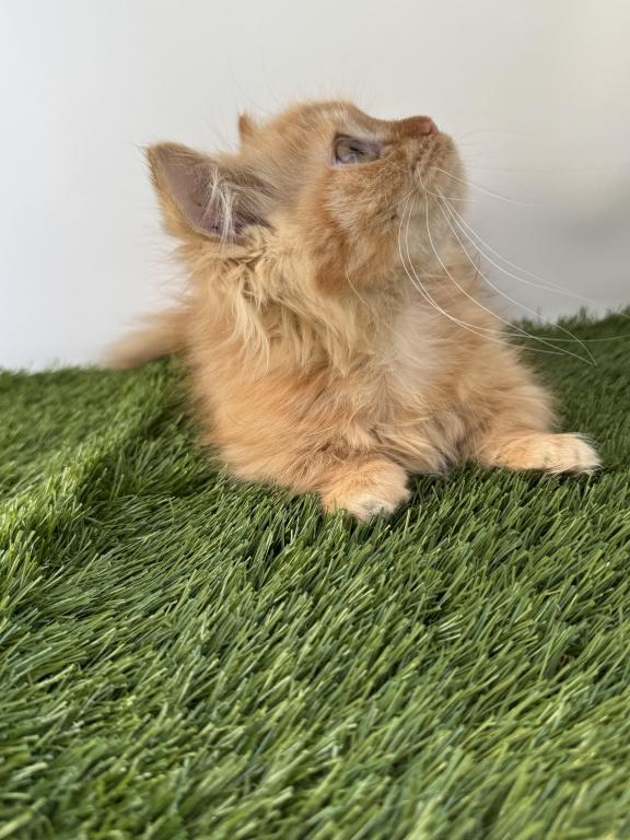 Red Short Leg Persian Kitten photo 2
