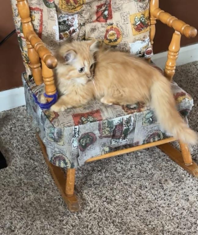 Red Short Leg Persian Kitten photo 8