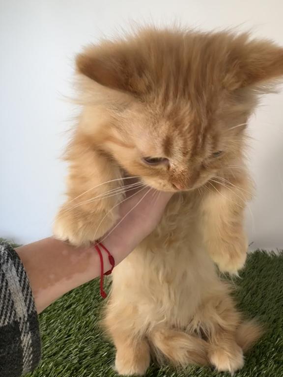 Red Short Leg Persian Kitten photo 4