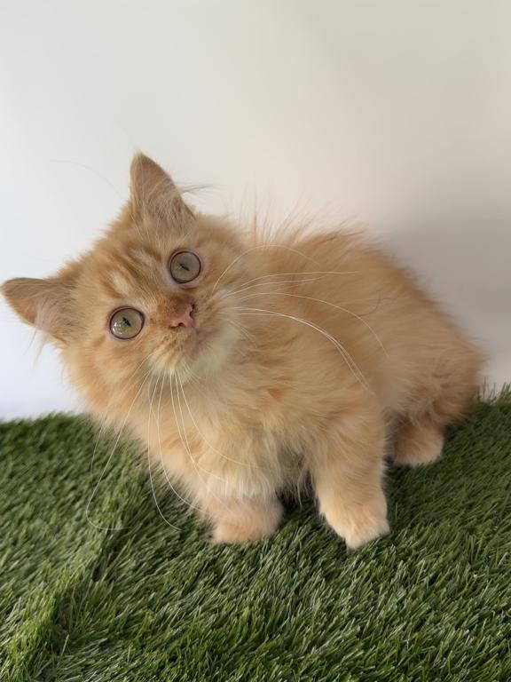 Red Short Leg Persian Kitten photo 3