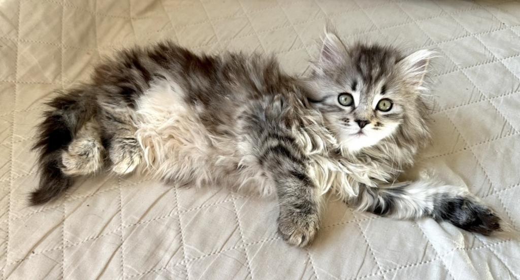 Siberian Kitten Xyla photo 3