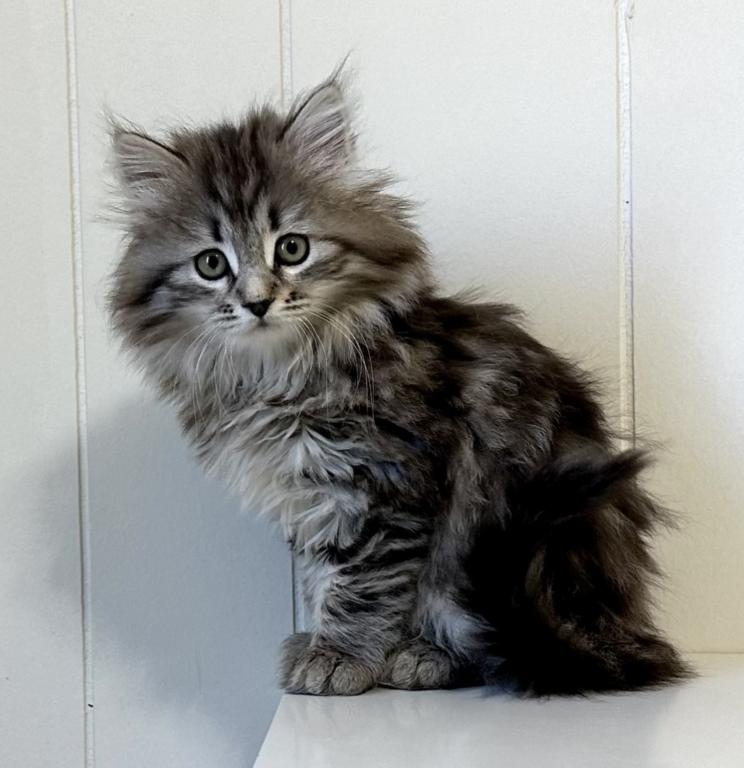 Siberian Kitten Xyla photo 12