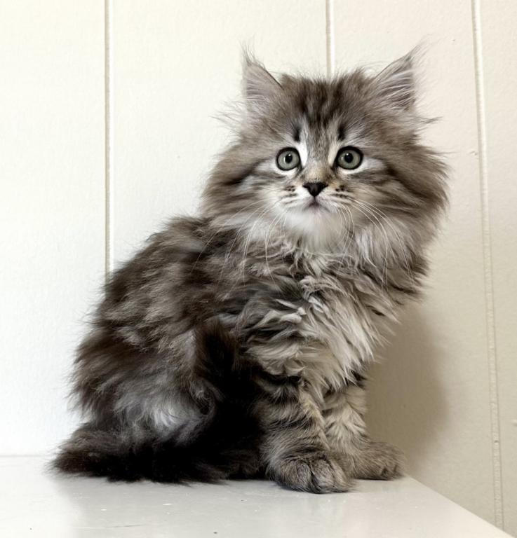 Siberian Kitten Xyla photo 4