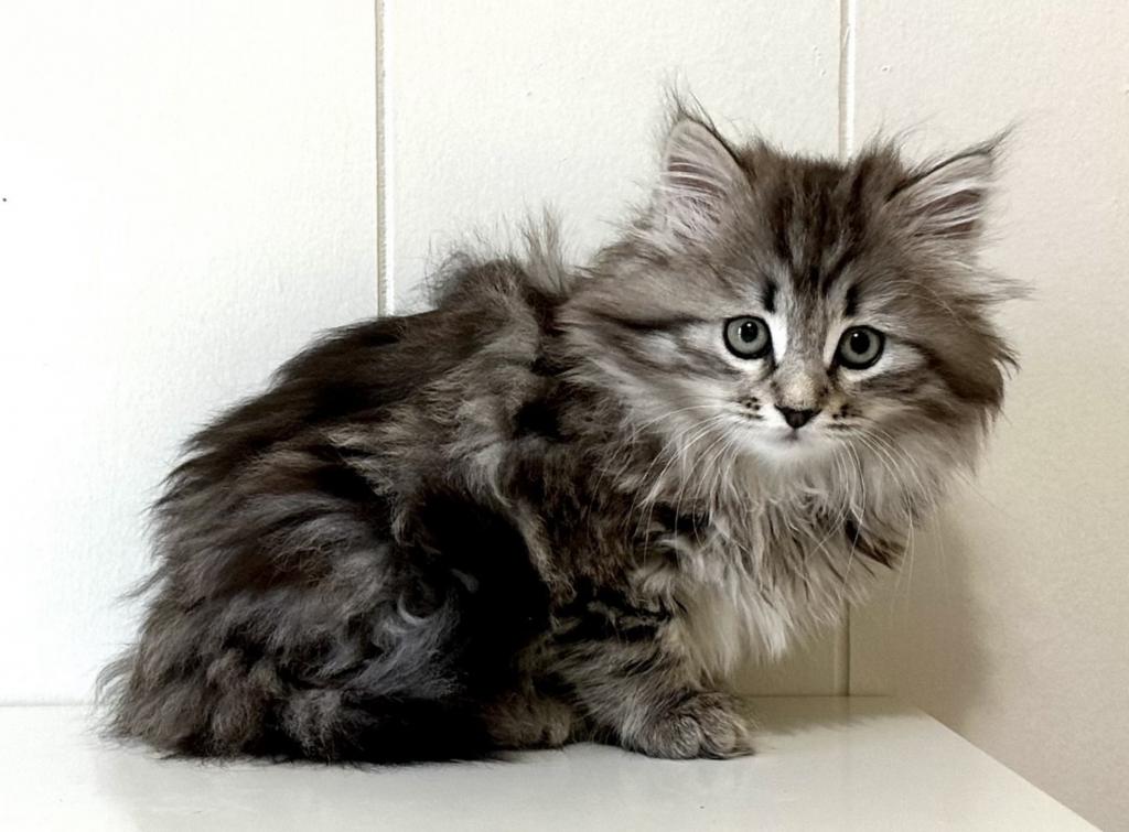 Siberian Kitten Xyla photo 14