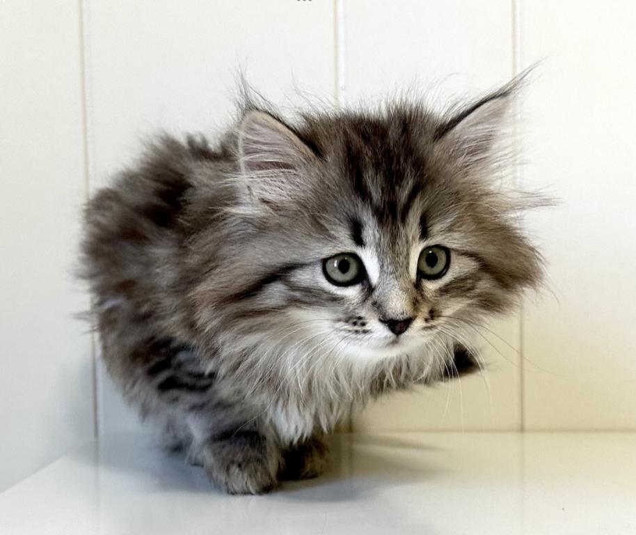 Siberian Kitten Xyla photo 9