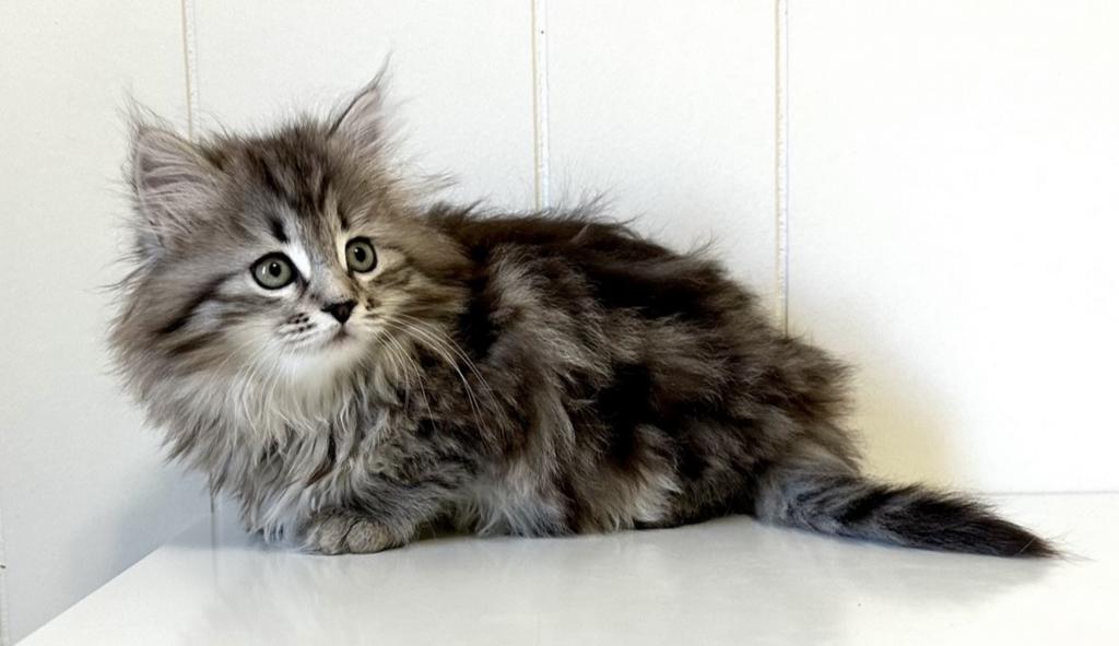 Siberian Kitten Xyla photo 11