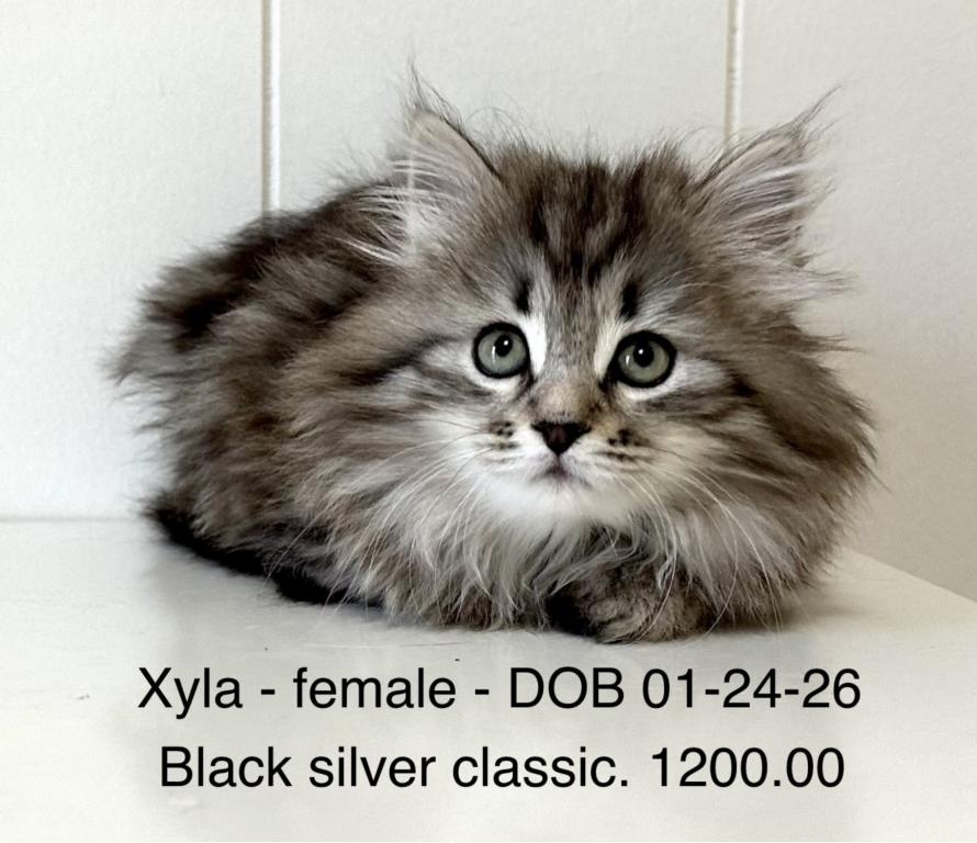Siberian Kitten Xyla