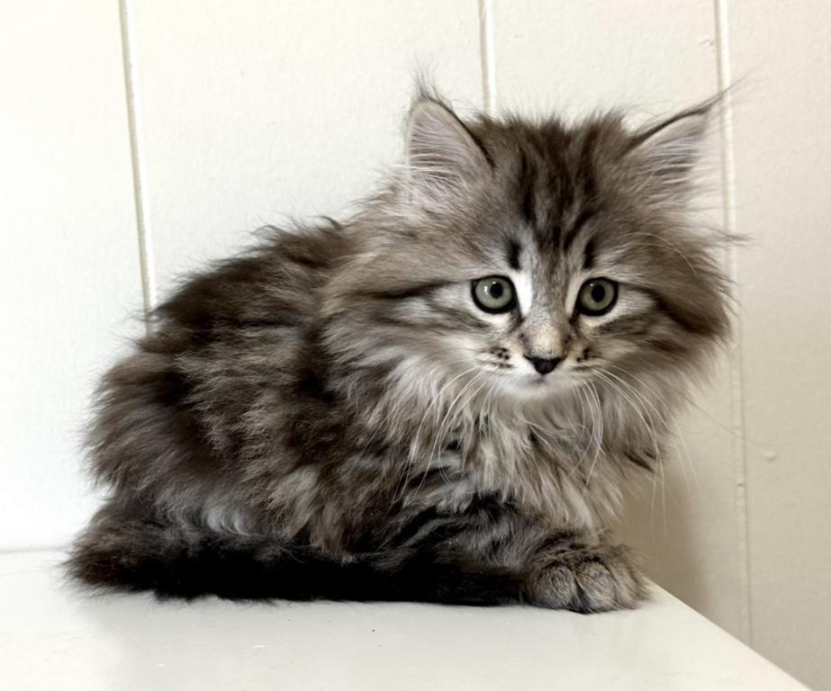 Siberian Kitten Xyla photo 5