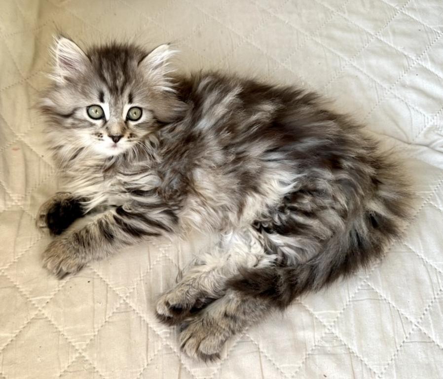 Siberian Kitten Xyla photo 2