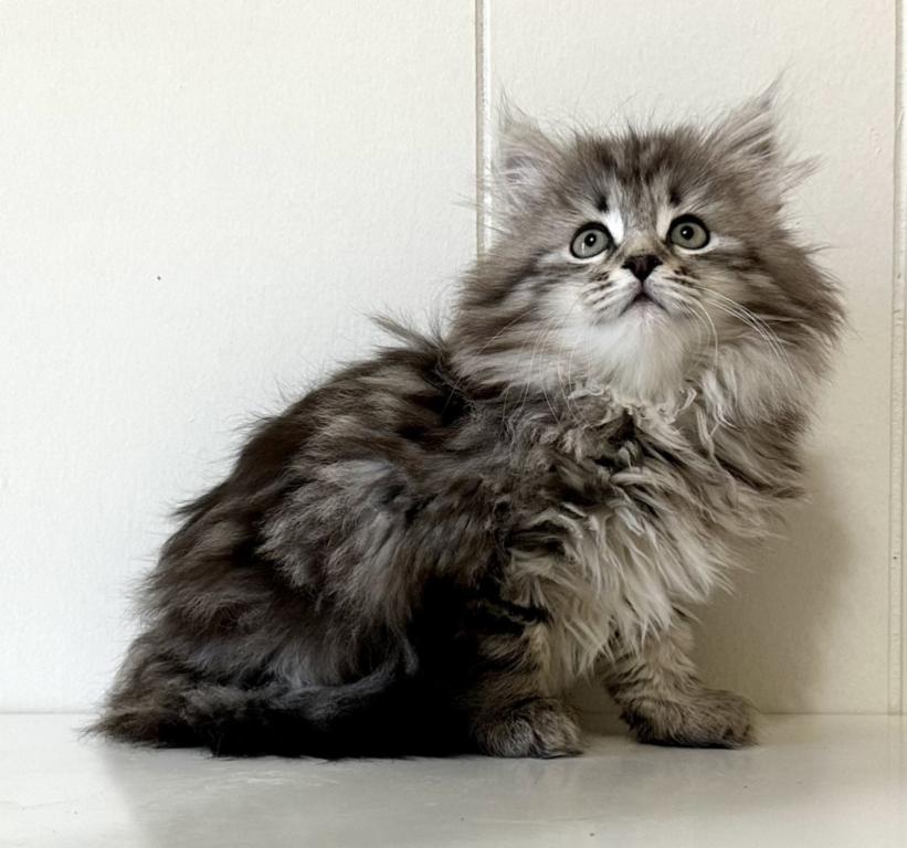 Siberian Kitten Xyla photo 13
