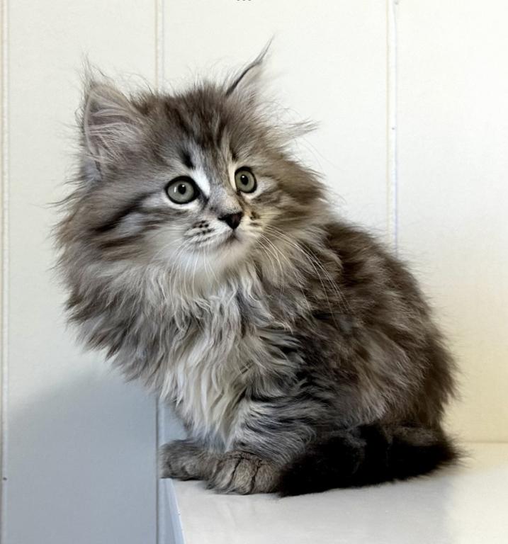 Siberian Kitten Xyla photo 10