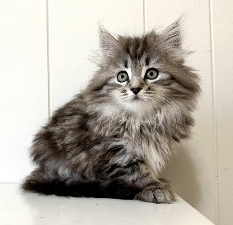 Siberian Kitten Xyla photo 7