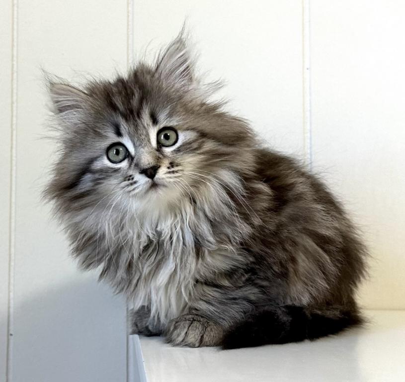 Siberian Kitten Xyla photo 8