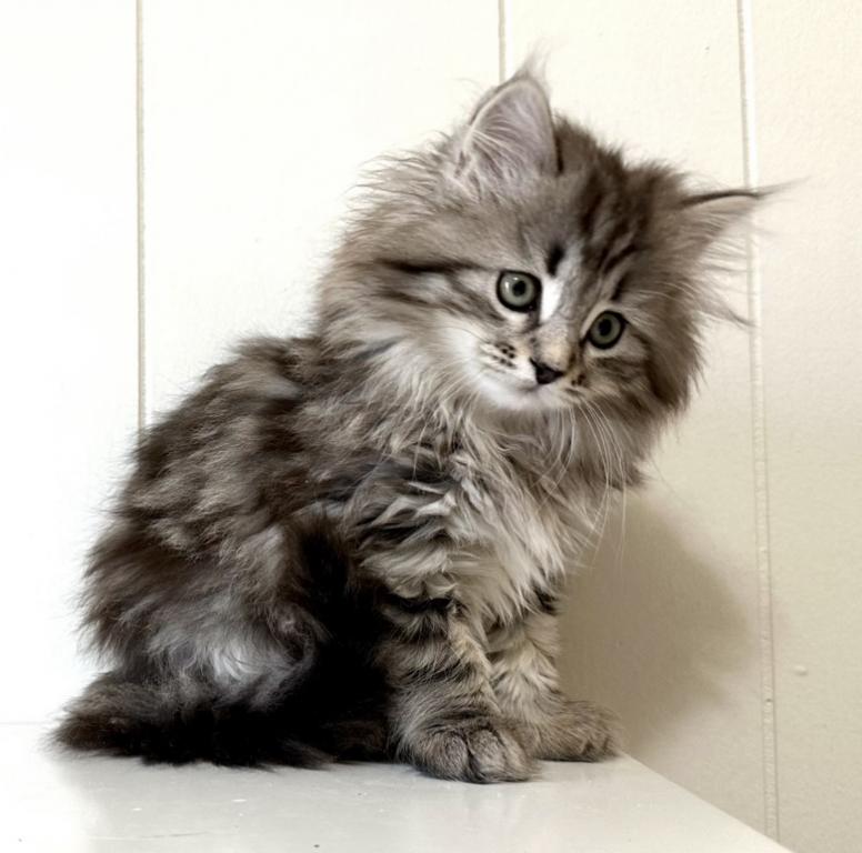 Siberian Kitten Xyla photo 6