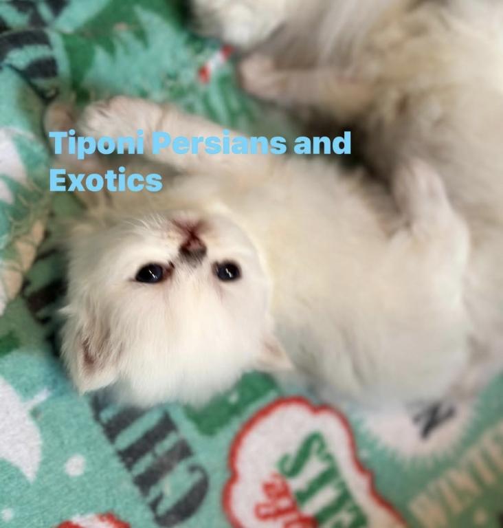 Persian Kittens Blue Eyes photo 3