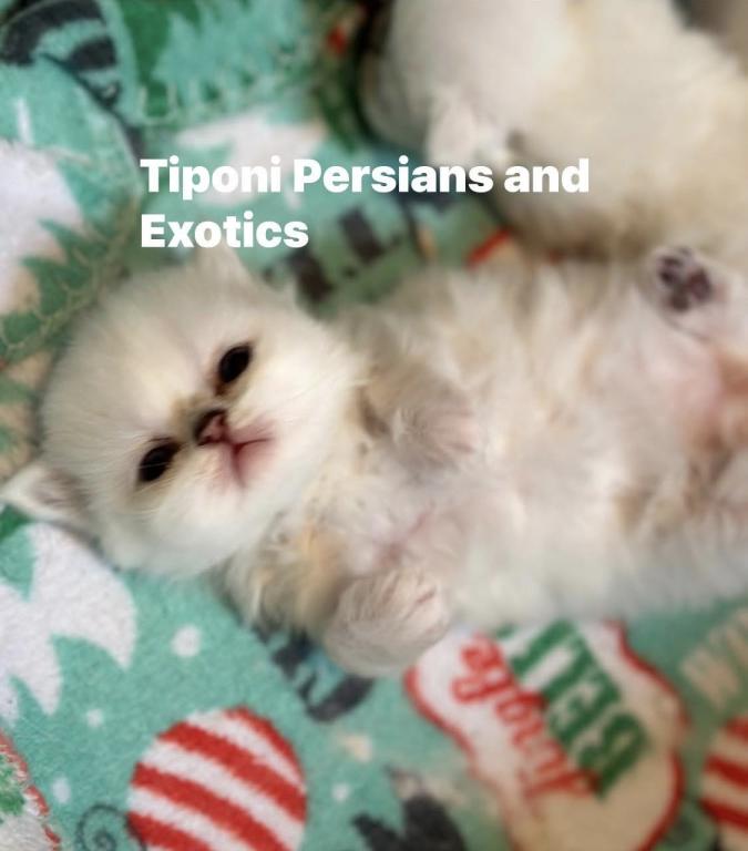 Persian Kittens Blue Eyes