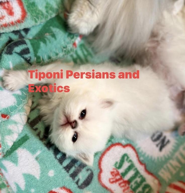 Persian Kittens Blue Eyes photo 2