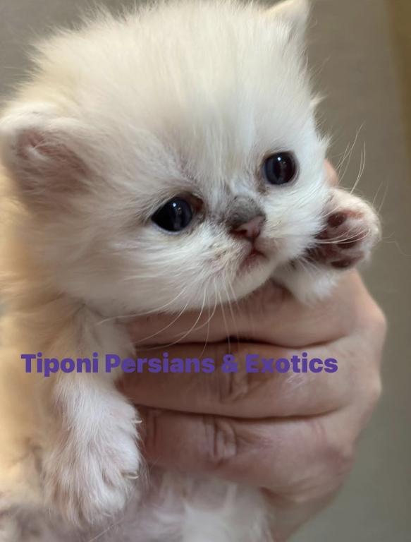 Persian Kittens Blue Eyes photo 5