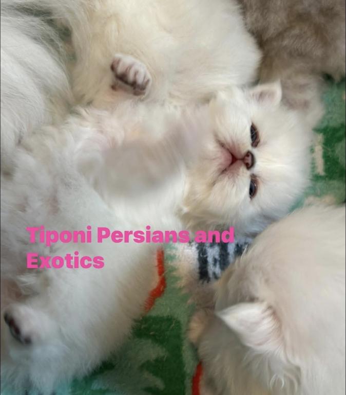 Persian Kittens Blue Eyes photo 4