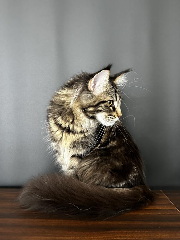 Gaia Maine Coon photo 2
