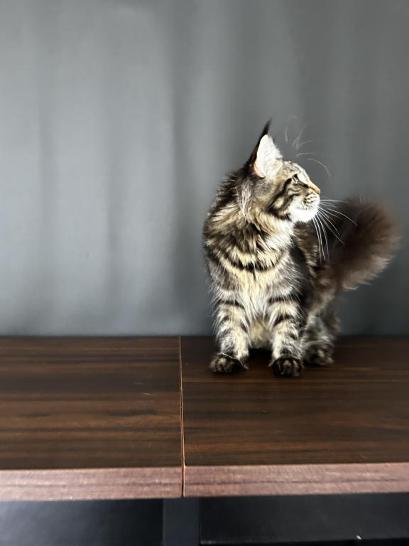 Gaia Maine Coon photo 3