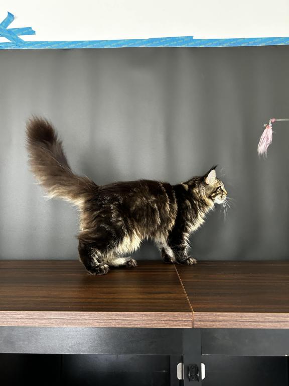 Gaia Maine Coon photo 5