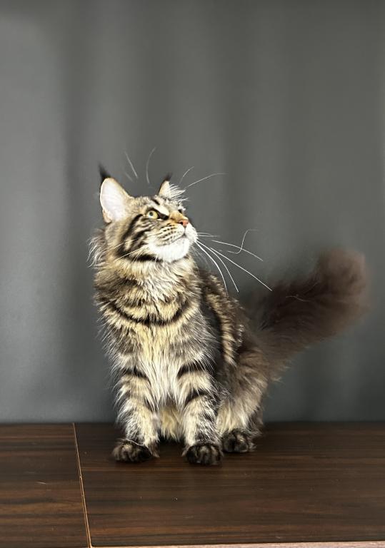 Gaia Maine Coon