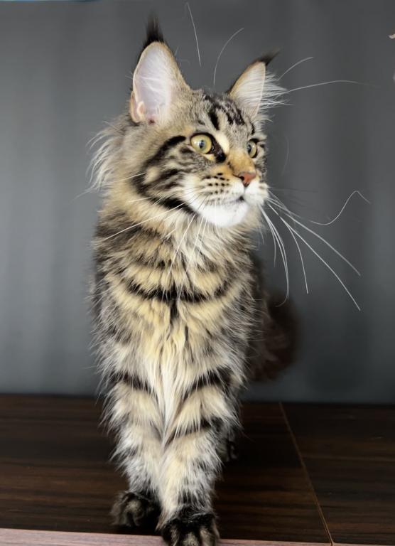 Gaia Maine Coon photo 4