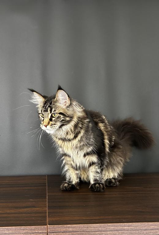Gaia Maine Coon photo 6