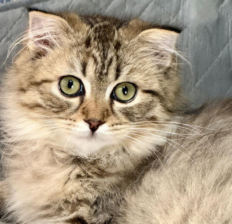 Munchkin photo 4