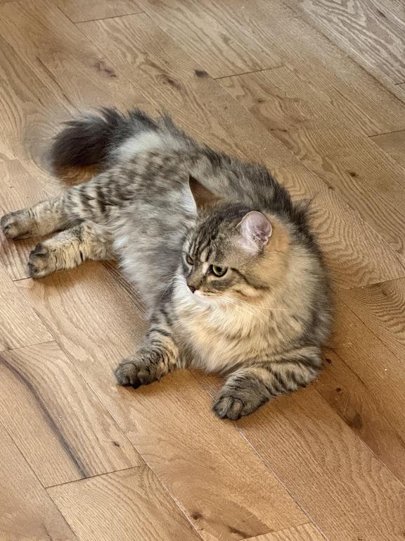 Munchkin photo 3