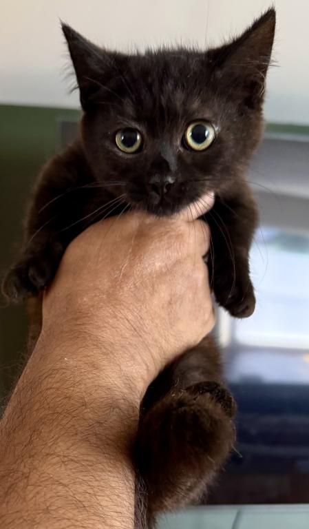 Munchkin photo 2