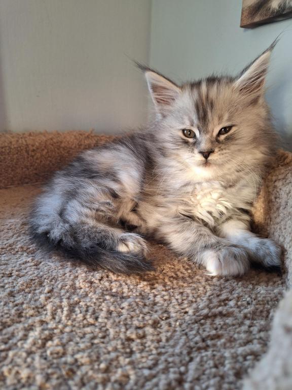 Silver Tortie