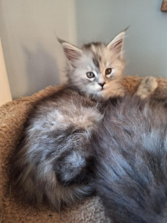 Silver Tortie photo 3