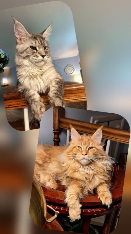 Silver Tortie photo 2
