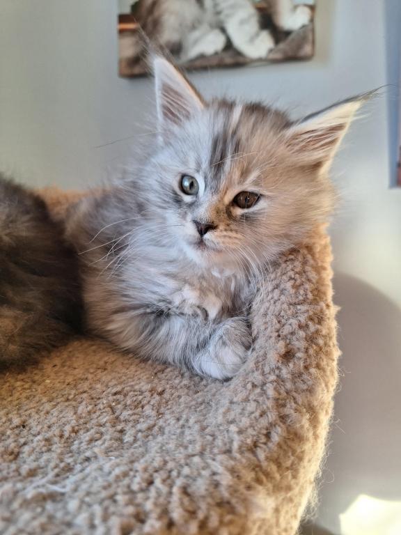 Silver Tortie photo 4