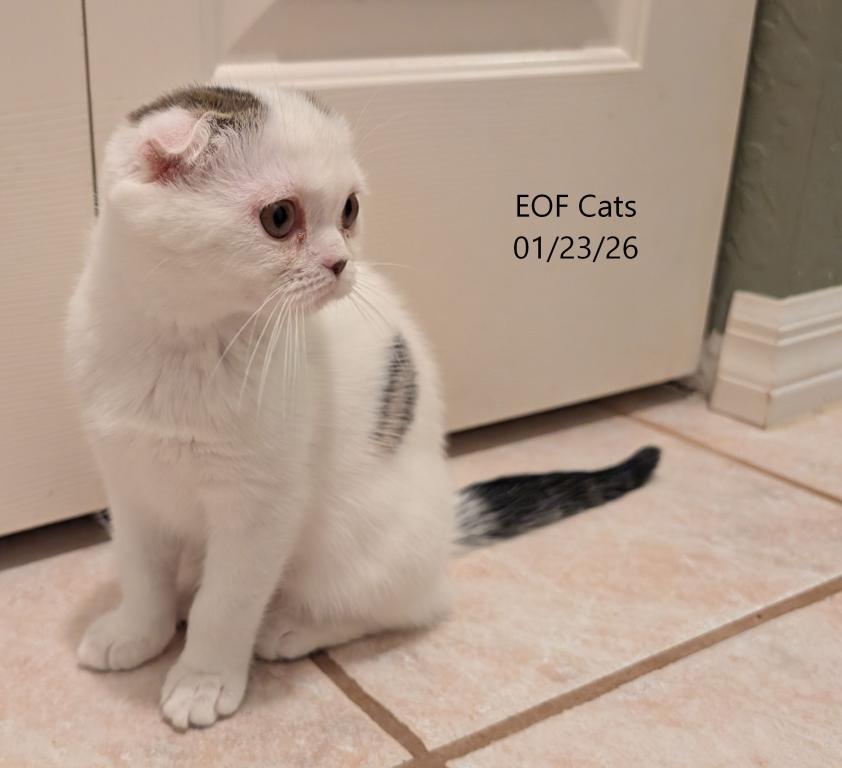 Priscilla photo 4