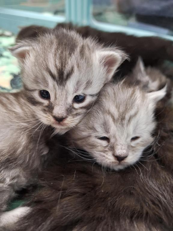 Halloween Litter photo 3
