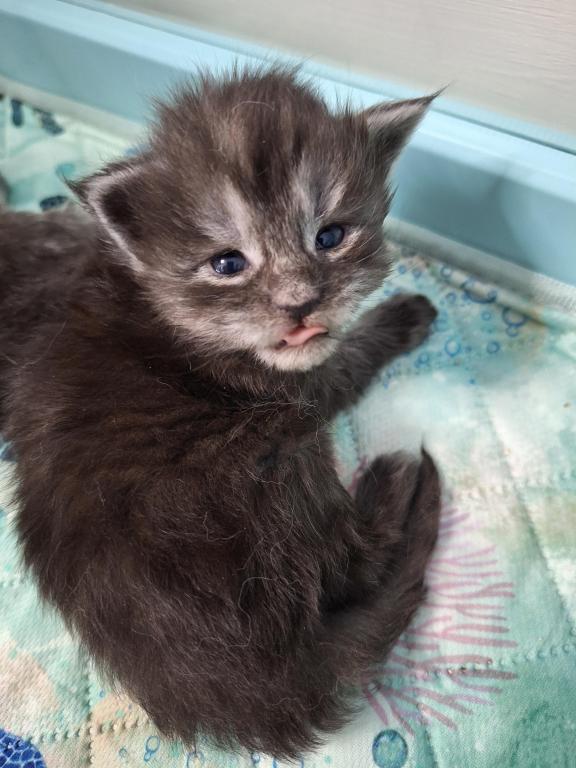 Halloween Litter photo 5