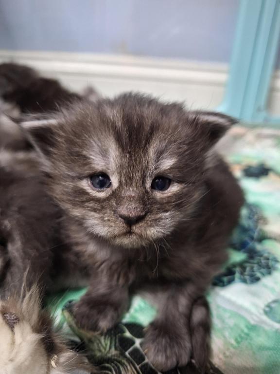 Halloween Litter photo 4