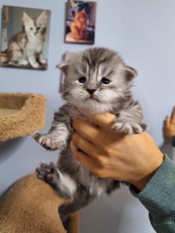 Halloween Litter