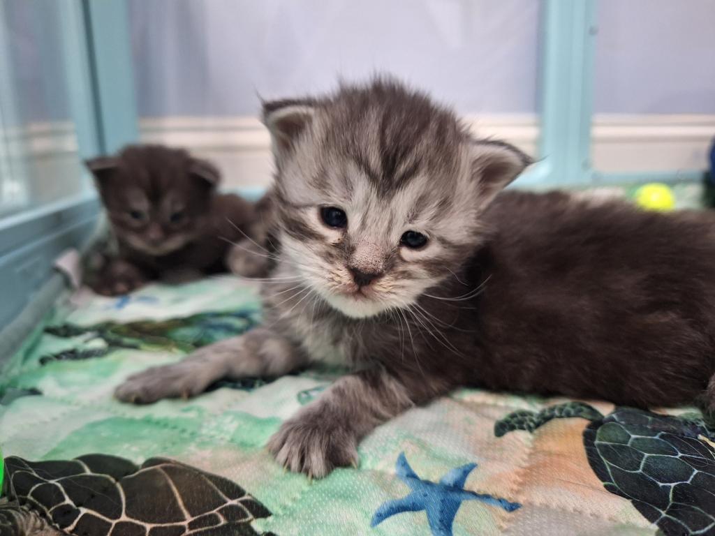 Halloween Litter photo 2